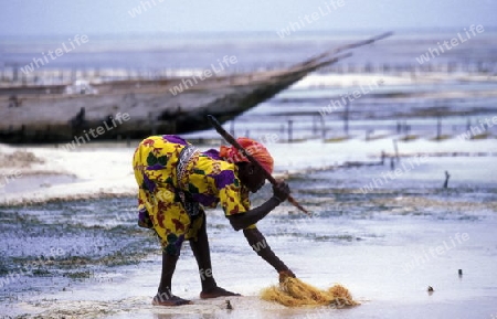 Eine Frau bei Bwejuu an der Ostkueste der Insel Sansibar im Indischen Ozean in Tansania in Ostafrika..