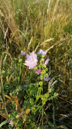 Eine Blume im Feld