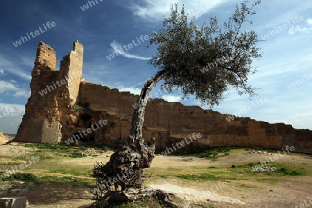 The Citywall in the old City in the historical Town of Fes in Morocco in north Africa.