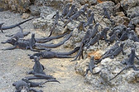 Meerechse (Amblyrhynchus cristatus), Unterart der Insel Isabela, Puerto Villamil,  Galapagos , Unesco Welterbe, Ecuador, Suedamerika
