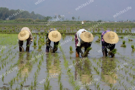 Rice farmers plant rice in a ricefield at the city of Nyaungshwe at the Inle Lake in the Shan State in the east of Myanmar in Southeastasia.