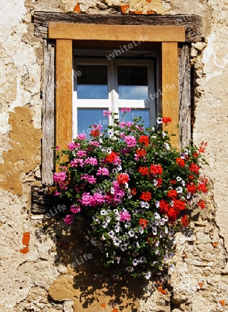 Blumenfenster                     