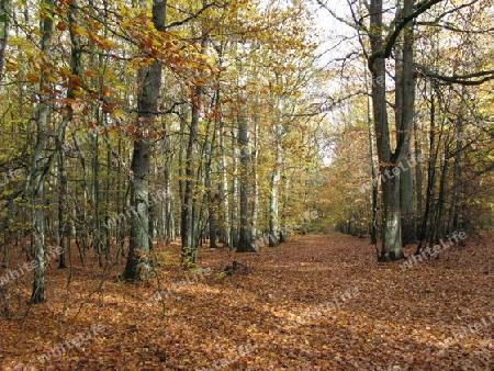 Herbstliche Waldlandschaft 