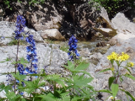 Blumen am Wildbach