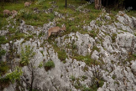 Der Alpensteinbock (Capra ibex)