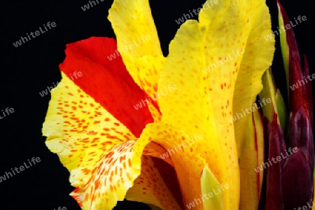 Indisches Blumenrohr (Canna indica)