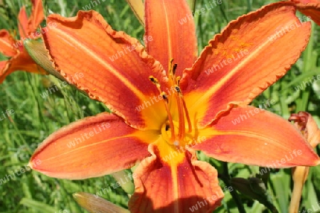 orange lilie 1
