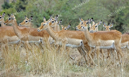 Schwarzfersenantilope, Massai Mara Wildschutzgebiet, Kenia / (Aepyceros melampus) / Impala, Antilope, Gruppe Weibchen,  Kenia, Afrika