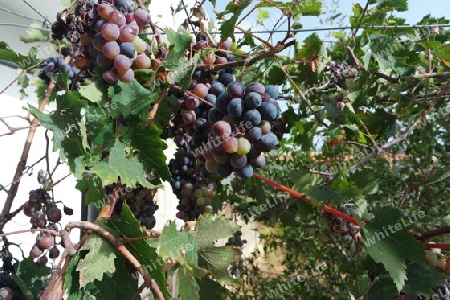 Überreife Weintrauben