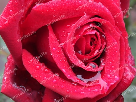 Eine  Rose  nach  dem  Regen