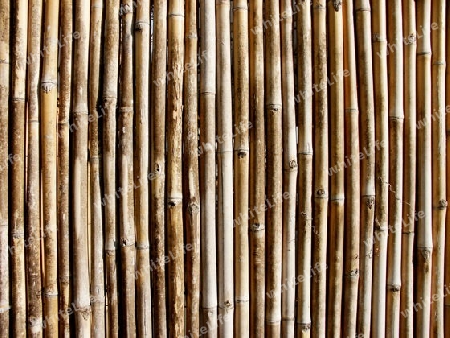 bambushag