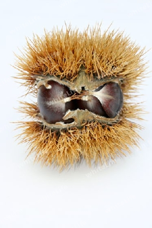 Edelkastanie chestnuts 