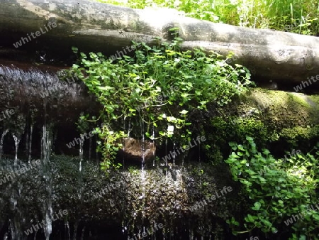 Pflanzen im Wasserfall