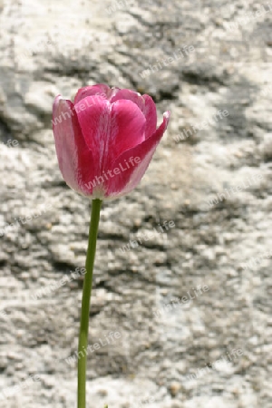 Tulpe (Tulipa gesneriana)