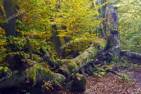 Ca. 400 Jahre alte Buche (Fagus) im Herbst, Urwald Sababurg, Hessen, Deutschland, Europa