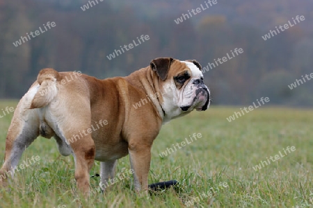 continental Bulldog