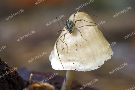 Spinne, Weberknecht (Opiliones spec.) sitze auf einem Pilz, Helmling ( Mycena spec.) Brandeburg, Deutschland, Europa