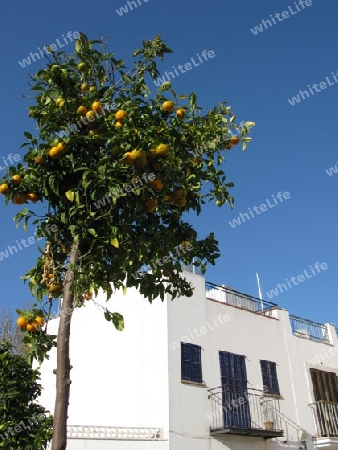 Orangenbaum in der Altstadt