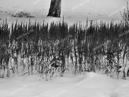 Verdorrte Pflanzen im Schnee