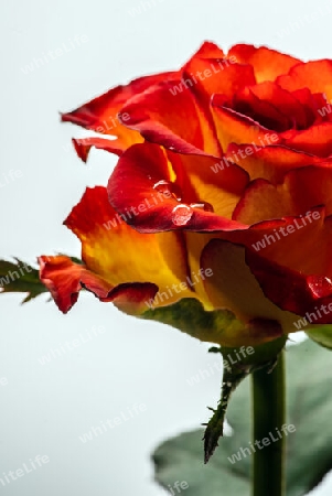 Detailaufnahme einer zweifarbigen Rose mit Tautropfen