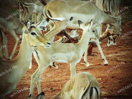 Impala, Herde, in, Tsavo, West, Kenya, Afrika, Nationalpark