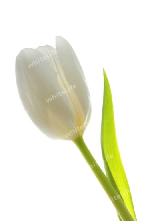 Eine weisse Tulpe