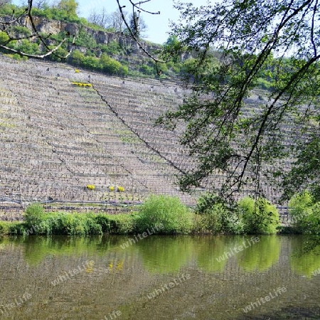 Weinanbau in Steillage 3