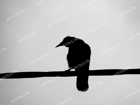 A Ravens Silhouette