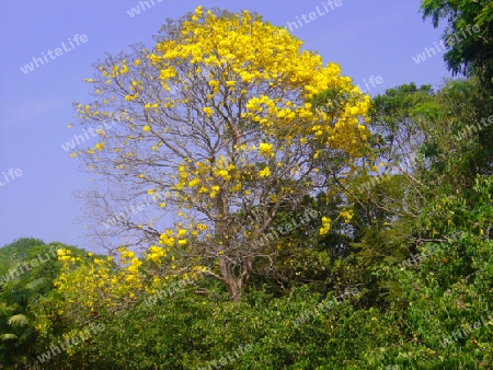 Gelber Tropetenbaum - Tabebuia aurea