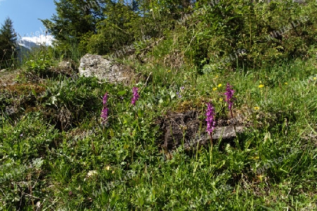 Orchideen in Bergwiese