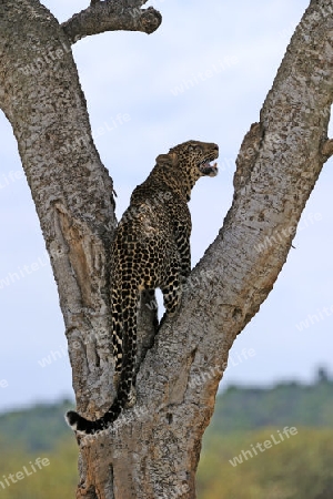 Leopard (Panthera pardus), besteigt seinen Schlafbaum, Masai Mara National Reserve, Kenia, Ostafrika, Afrika