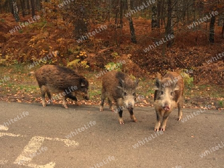 Wildschweine auf dem Fahrradweg