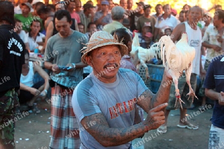 Ein Spieler mit einem Huhn beim Huehneerkampf auf der Insel Nusa Lembongan der Nachbarinsel von Bali, Indonesien.