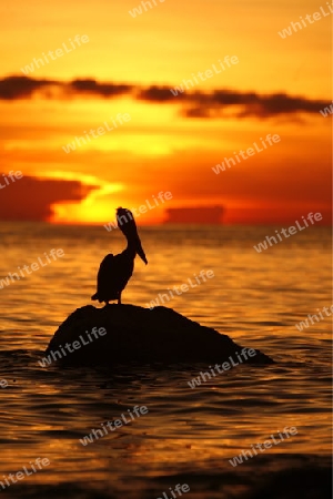 Suedamerika, Karibik, Venezuela, Los Roques,  Ein Pelikan bei Sonnenuntergang am Strand von Gran Roque auf der Inselgruppe von Los Roques in der Karibik. 