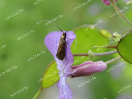 Insekt auf lila Bl?te P5160693