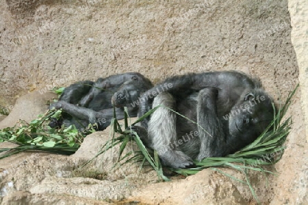 Schimpansen,Affen
