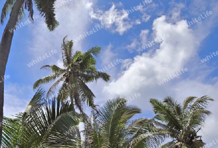 Beautiful palm trees at the beach on the tropical paradise islands Seychelles