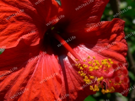 Roter Hibiscus