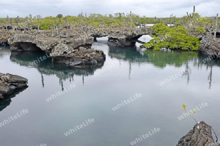 Gebiet von Los Tuneles mit Lavaformationen und Bruecken ,  Suedwestspitze der  Insel Isabela,  Galapagos , Unesco Welterbe, Ecuador, Suedamerika