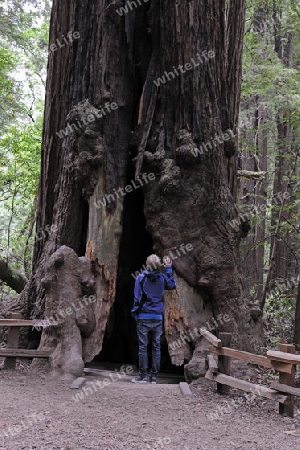 Tourist schaut in hohlen Kustenmammutbaum, Redwoods,  Sequoia sempervirens, Muir Woods Nationalpark, Kalifornien, USA