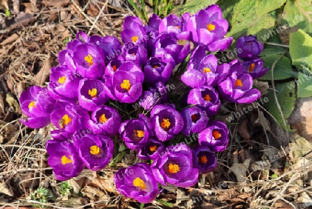Purple crocus growing outside. View at magic blooming spring flowers crocus sativus. 