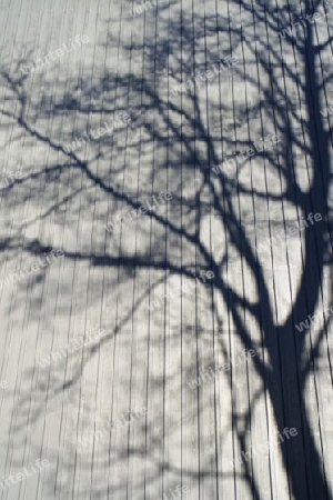 Baum wirft Schatten auf eine Holzfassade