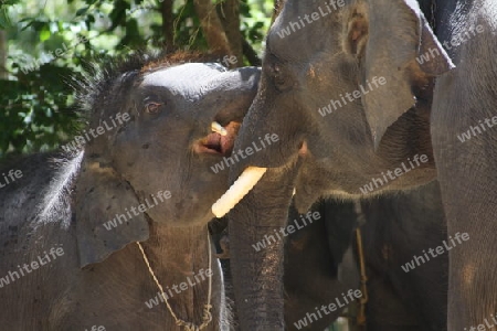 k?ssender Baby Elefant