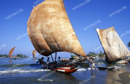 Traditionelle Segel Fischerboote bei Negombo im westen der Insel Sri Lanka im Indischen Ozean.