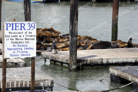 Kalifornische Seeloewen, Zalophus californianus, am Pier 39 , Fisherman`s Wharf, Touristisches Zentrum  San Francisco, Kalifornien, USA