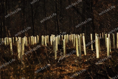 Baumpflanzung im Wald