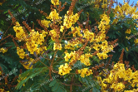 Gelber Flammenbaum - Peltophorum pterocarpum