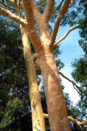 Geister-Eukalyptus