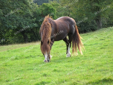 Welsh horse