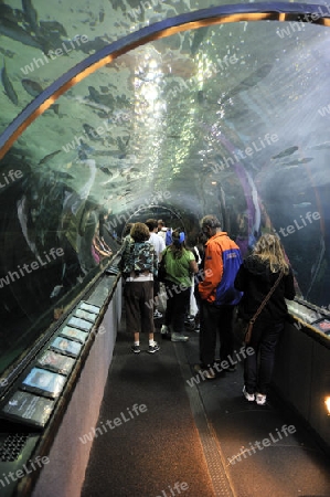 Besucher in einem Aquarientunnel im "Aquarium by the Bay" San Francisco, Kalifornien, USA